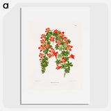 1-35_Nederlandsche-Flora-en-Pomona_picture