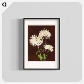 アートポスター-Chrysanthemum - 小川 一正 Poster.