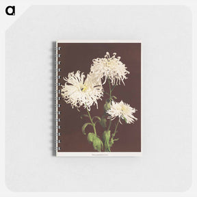アートメモ帳-Chrysanthemum - 小川 一正 Memo.