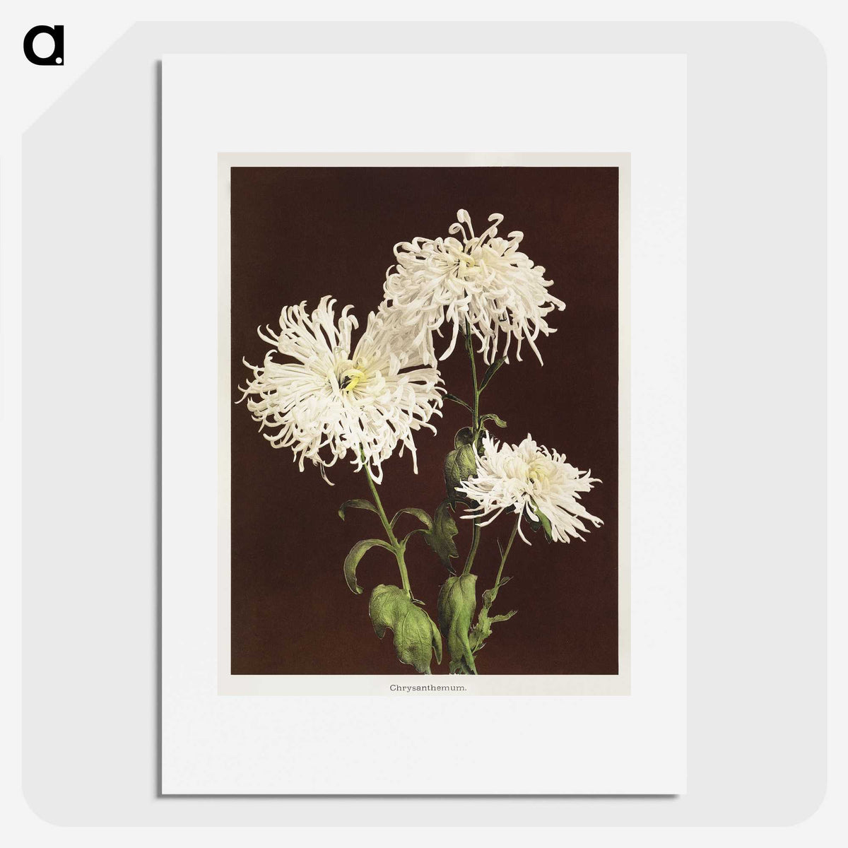 1-35_Ogawa-Kazumasa_picture