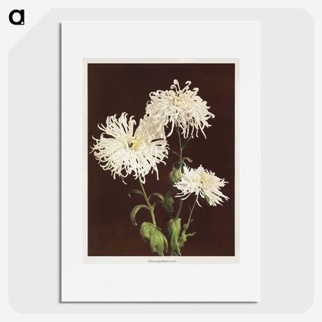 1-35_Ogawa-Kazumasa_picture