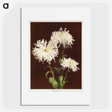 Chrysanthemum - 小川 一正 Poster.