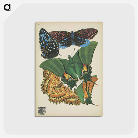 アートポストカード-Vintage Butterflies
 - パピヨン Postcard.