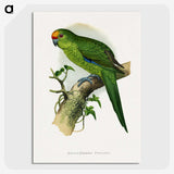 1-35_Parrots-in-Captivity_picture-crop