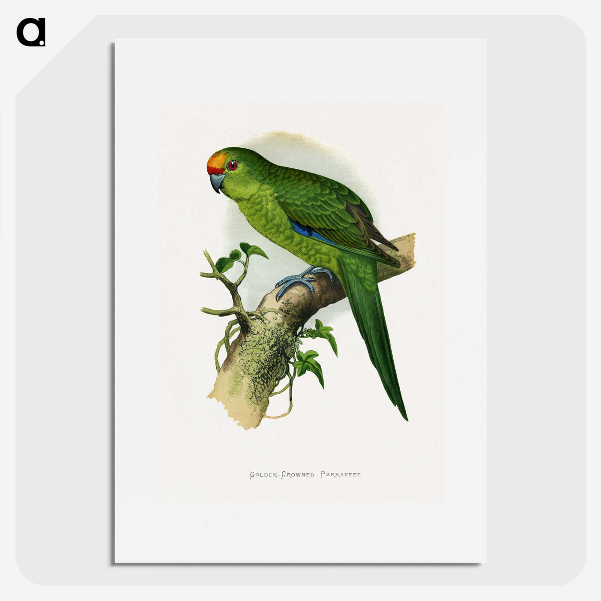 1-35_Parrots-in-Captivity_picture