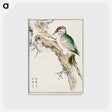 アートポストカード-Japanese Green Woodpecker Illustration
 - 鳥類図鑑 Postcard.
