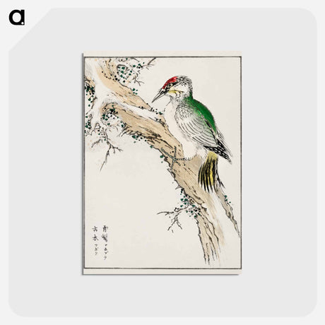 アートポストカード-Japanese Green Woodpecker Illustration
 - 鳥類図鑑 Postcard.