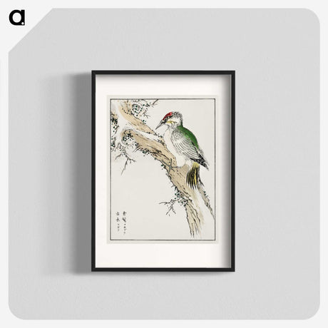 1-35_Pictorial-Monograph-of-Birds_blk