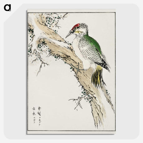 1-35_Pictorial-Monograph-of-Birds_picture-crop
