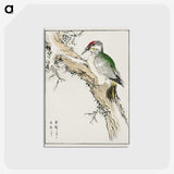 1-35_Pictorial-Monograph-of-Birds_postcard