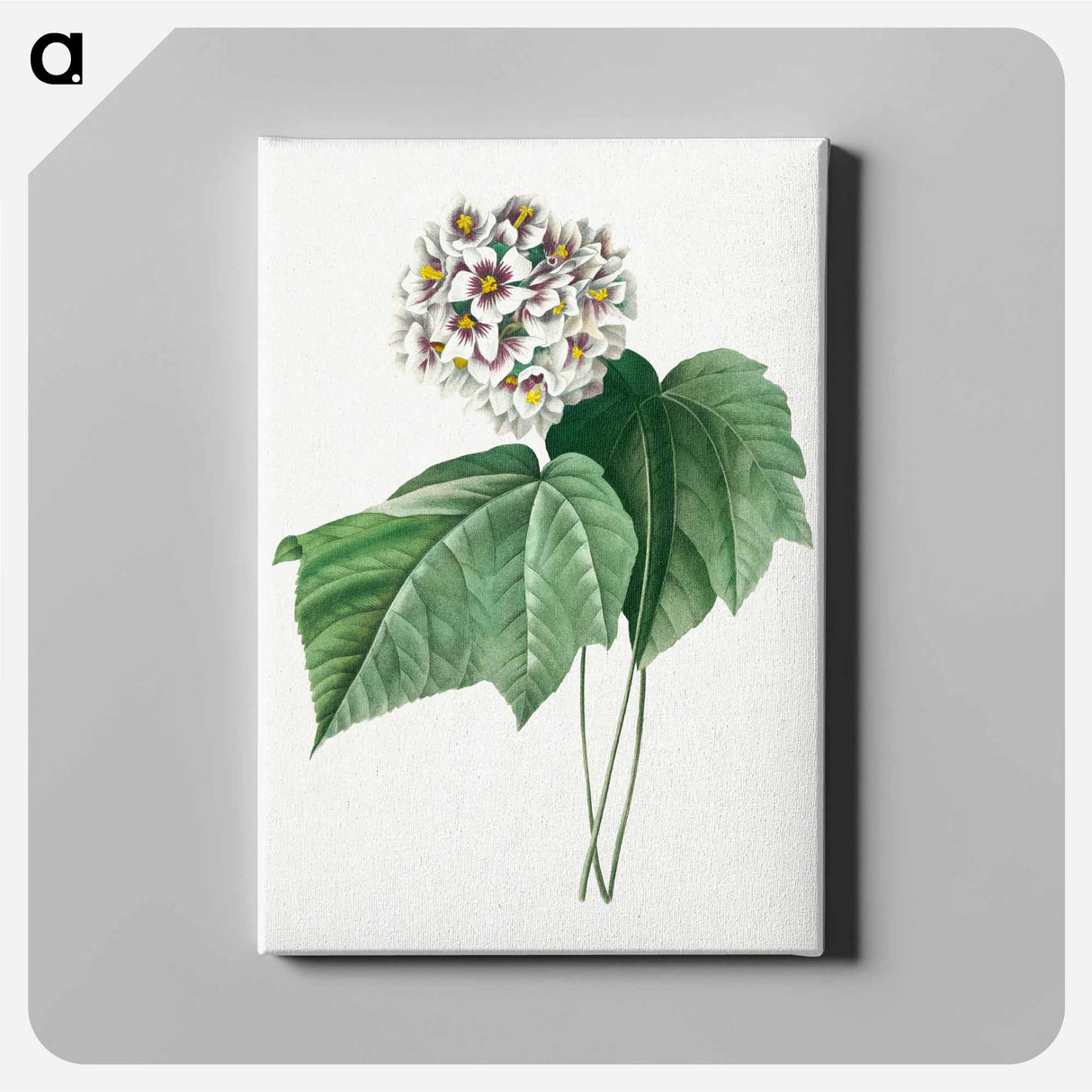 アートパネル-Dombeya Amelia - ピエール ジョゼフ ルドゥーテ Canvas.