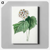 アートパネル-Dombeya Amelia - ピエール ジョゼフ ルドゥーテ Canvas.