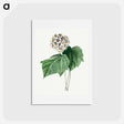 アートポストカード-Dombeya Amelia - ピエール ジョゼフ ルドゥーテ Postcard.