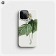 1-35_Pierre-Joseph-Redoute_phone