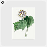 アートポストカード-Dombeya Amelia - ピエール ジョゼフ ルドゥーテ Postcard.