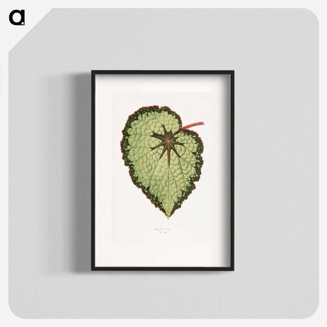 1-35_Plants-with-Colored-Foliage_blk