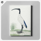 1-35_Robert-Jacob-Gordon_canvas