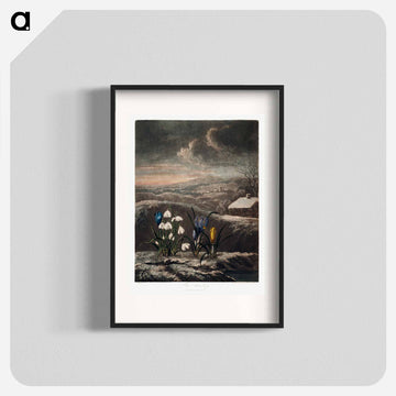 The Snowdrops from The Temple of Flora
 - ロバート ジョン ソーントン Poster.