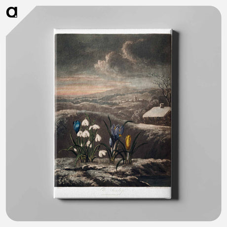 アートパネル-The Snowdrops from The Temple of Flora
 - ロバート ジョン ソーントン Canvas.