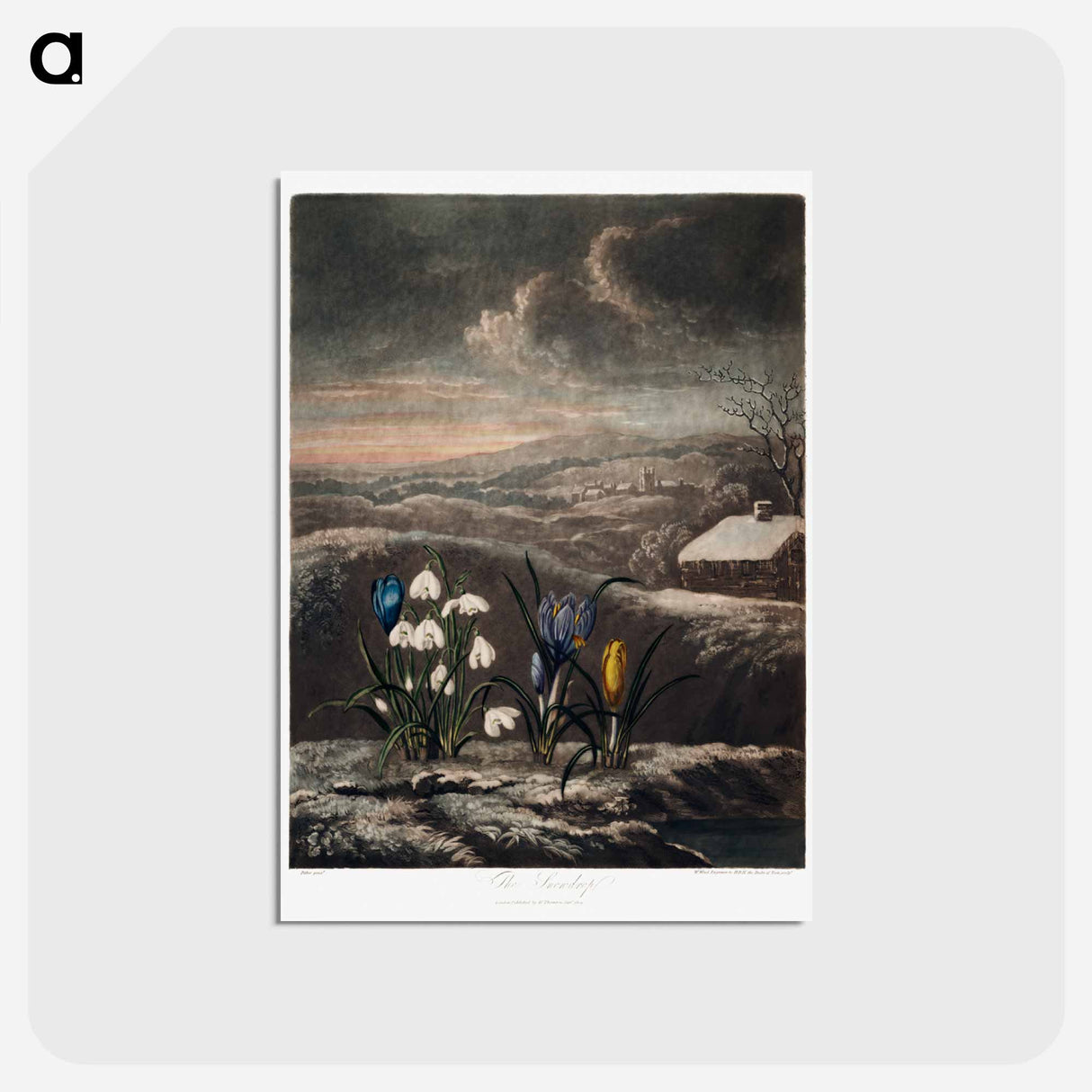 アートポストカード-The Snowdrops from The Temple of Flora
 - ロバート ジョン ソーントン Postcard.