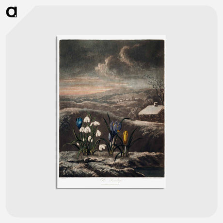アートポストカード-The Snowdrops from The Temple of Flora
 - ロバート ジョン ソーントン Postcard.