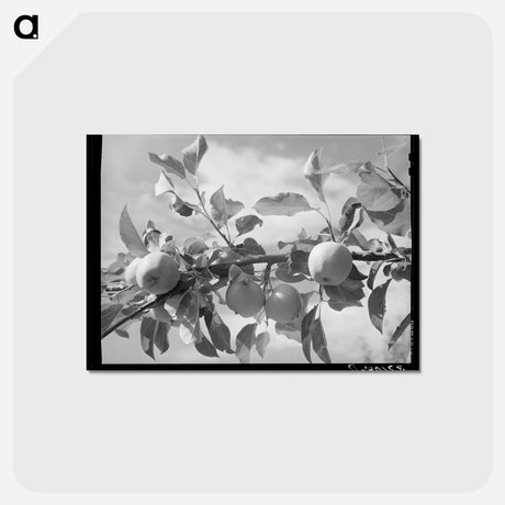 アートポストカード-Apples of Rio Pueblo
 - ラッセル リー Postcard.