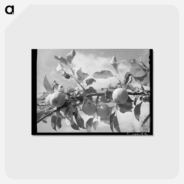 アートポストカード-Apples of Rio Pueblo
 - ラッセル リー Postcard.