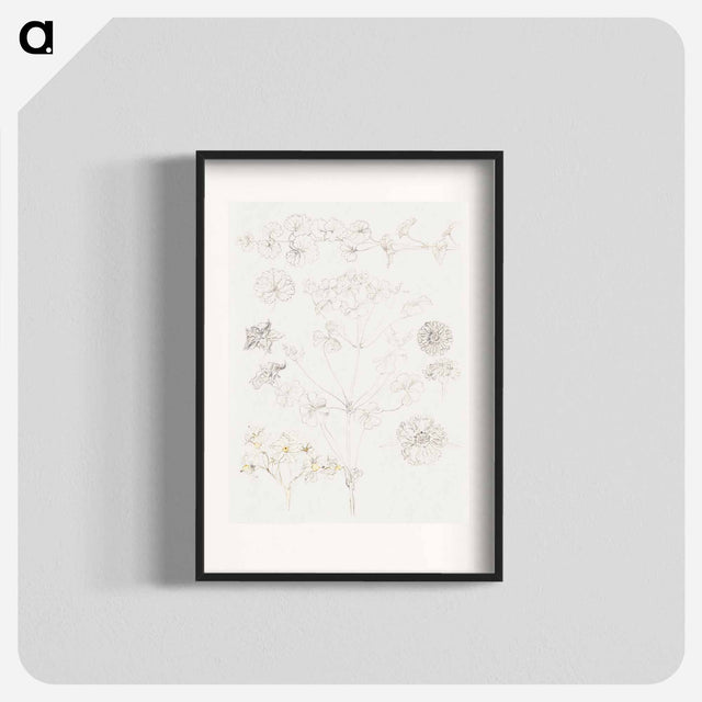 サミュエル・コールマンのアートポスター・パネル『オキザリスとジニア、ジャガイモの花(Oxalis, Zinnia, and Potato Blossom)』