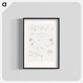 アートポスター-Oxalis, Zinnia, and Potato Blossom - サミュエル コールマン Poster.