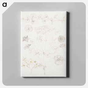 アートパネル-Oxalis, Zinnia, and Potato Blossom - サミュエル コールマン Canvas.