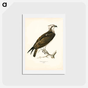 アートポストカード-Osprey
 - スヴェンスカ フォグラル Postcard.