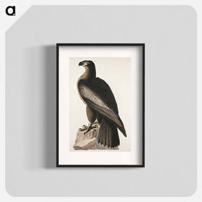 アートポスター-The Bird of Washington or Great American Sea Eagle from Birds of America
 - アメリカの鳥たち Poster.