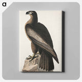 アートパネル-The Bird of Washington or Great American Sea Eagle from Birds of America
 - アメリカの鳥たち Canvas.
