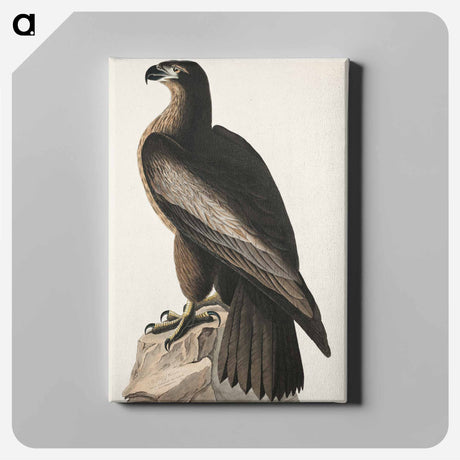 アートパネル-The Bird of Washington or Great American Sea Eagle from Birds of America
 - アメリカの鳥たち Canvas.