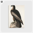 アートポストカード-The Bird of Washington or Great American Sea Eagle from Birds of America
 - アメリカの鳥たち Postcard.