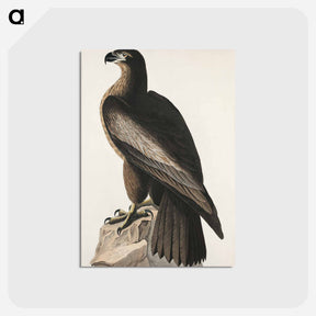アートポストカード-The Bird of Washington or Great American Sea Eagle from Birds of America
 - アメリカの鳥たち Postcard.