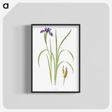 1-35_The-Genus-Iris_blk-crop