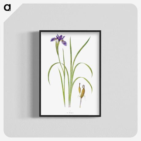 1-35_The-Genus-Iris_blk-crop