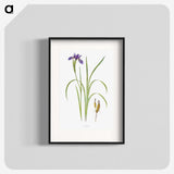 1-35_The-Genus-Iris_blk