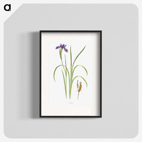 1-35_The-Genus-Iris_blk