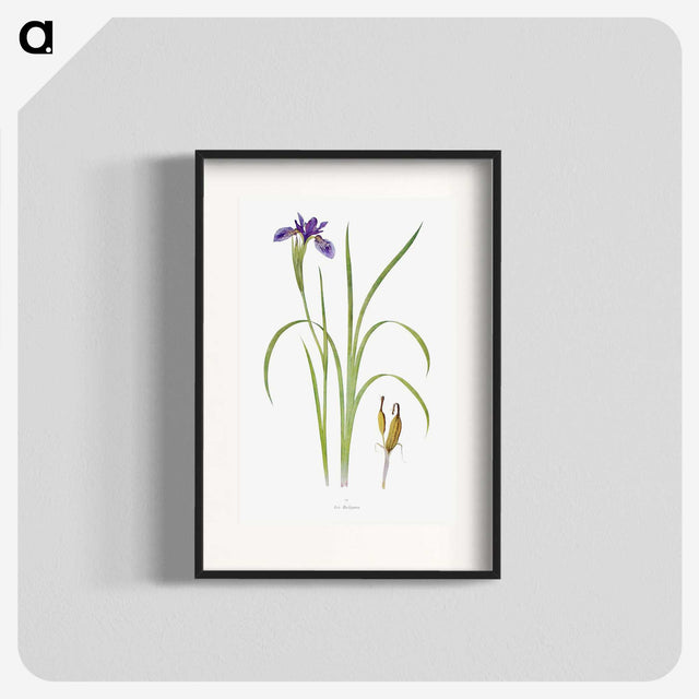 1-35_The-Genus-Iris_blk