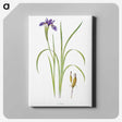1-35_The-Genus-Iris_canvas