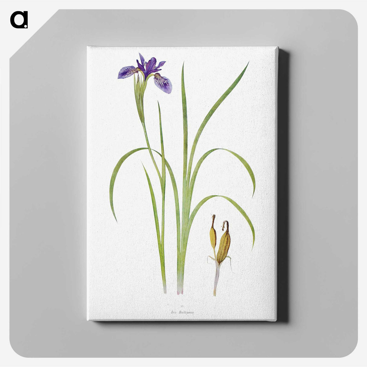 1-35_The-Genus-Iris_canvas
