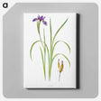 アートパネル-Iris Bulleyana The Genus Iris
 - アヤメ属 Canvas.