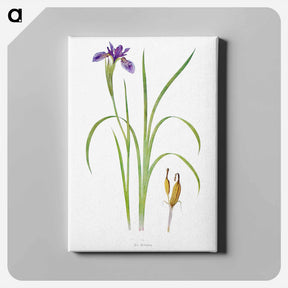 アートパネル-Iris Bulleyana The Genus Iris
 - アヤメ属 Canvas.