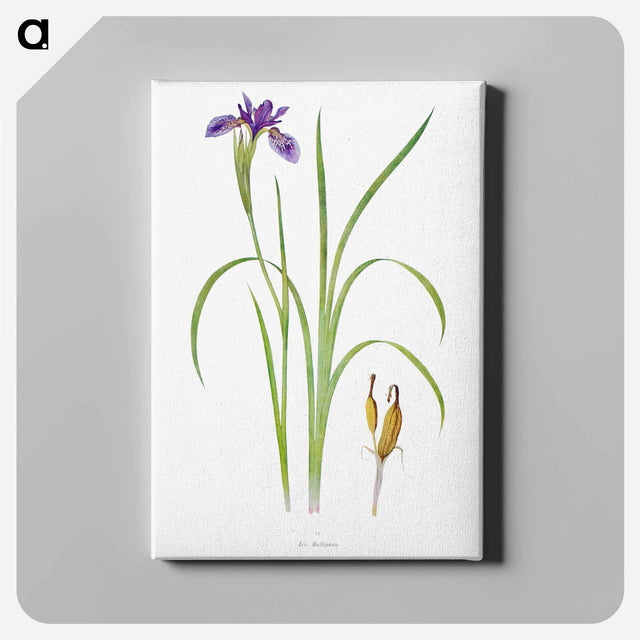 アートパネル-Iris Bulleyana The Genus Iris
 - アヤメ属 Canvas.