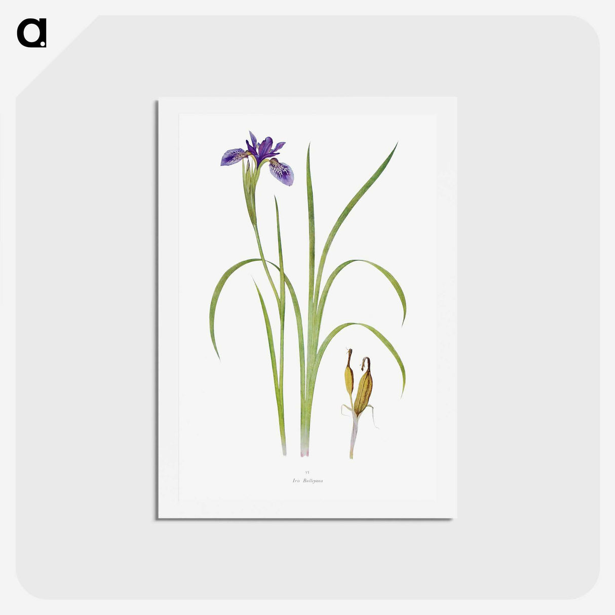 1-35_The-Genus-Iris_hagaki