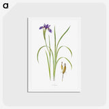 1-35_The-Genus-Iris_hagaki