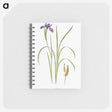 1-35_The-Genus-Iris_memo