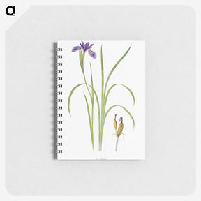1-35_The-Genus-Iris_memo